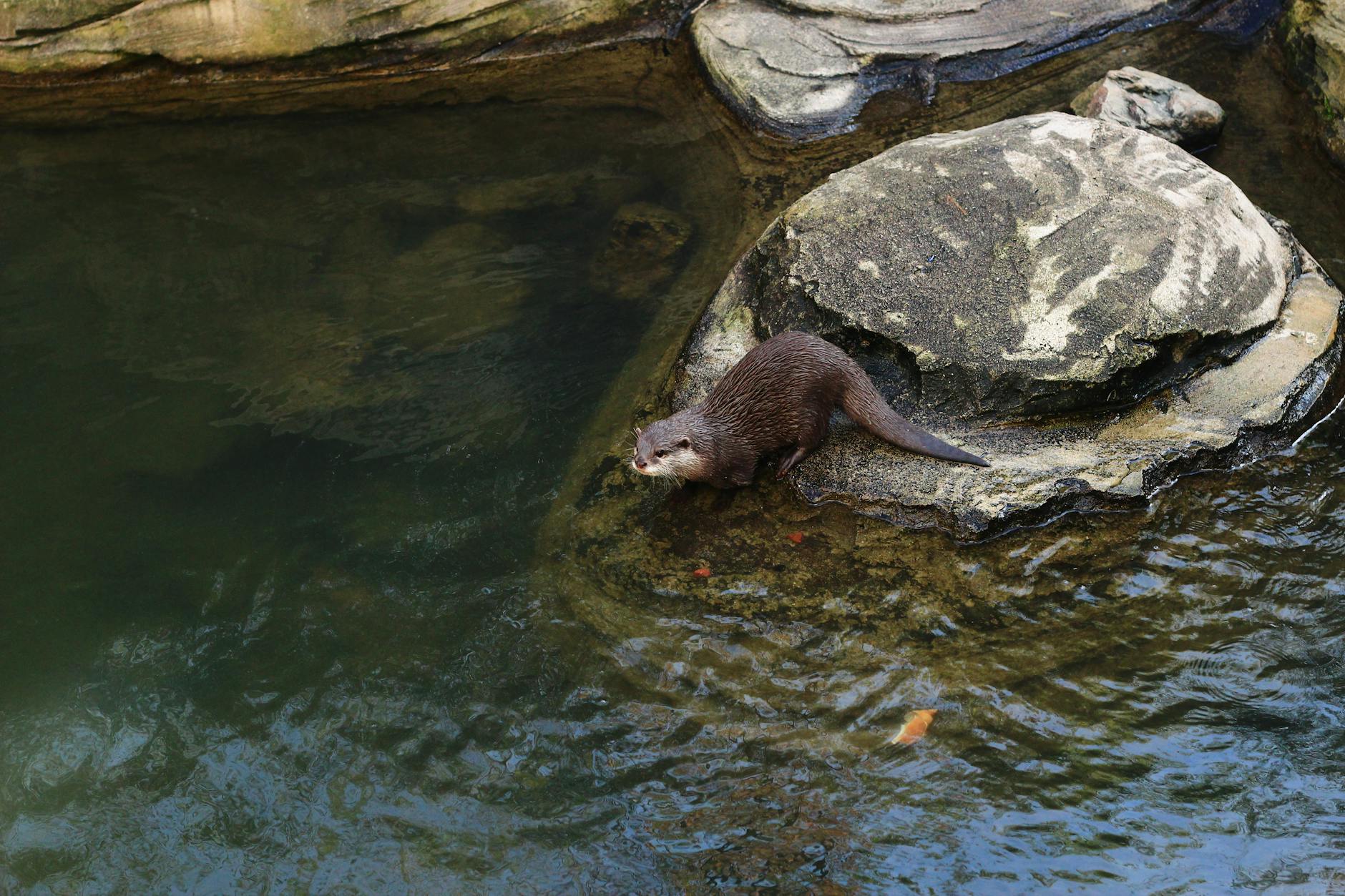 River otter resting on rocks near the water's edge