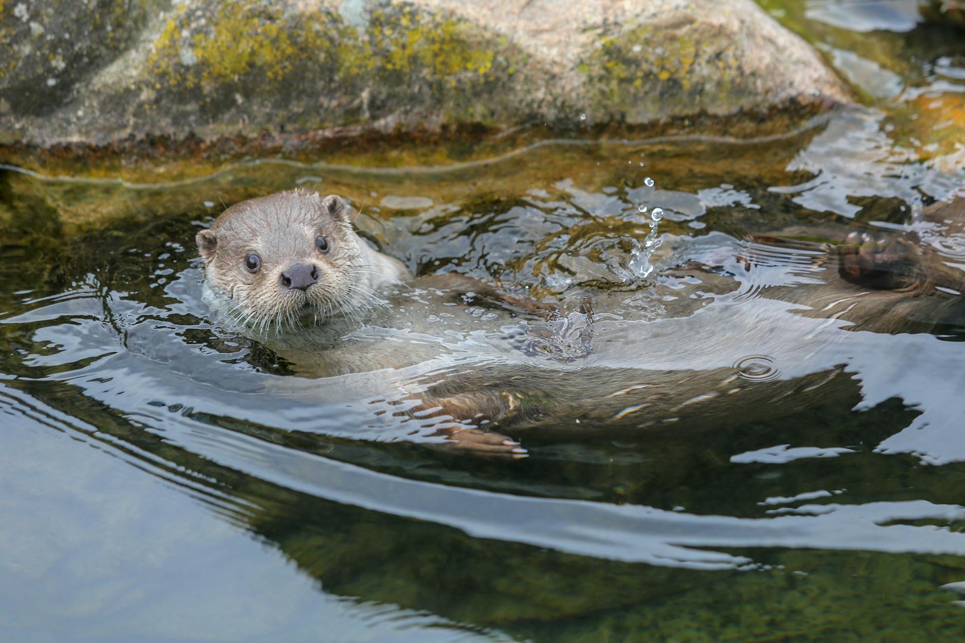 River otter hunting and swimming in clear water